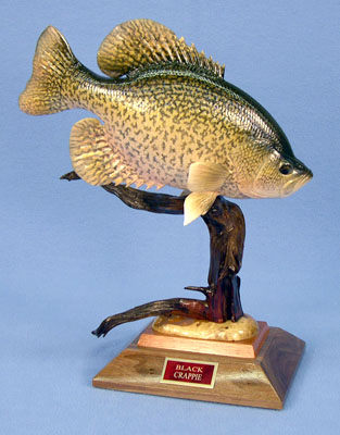 Fresh Water Fish: Gary Cichy
